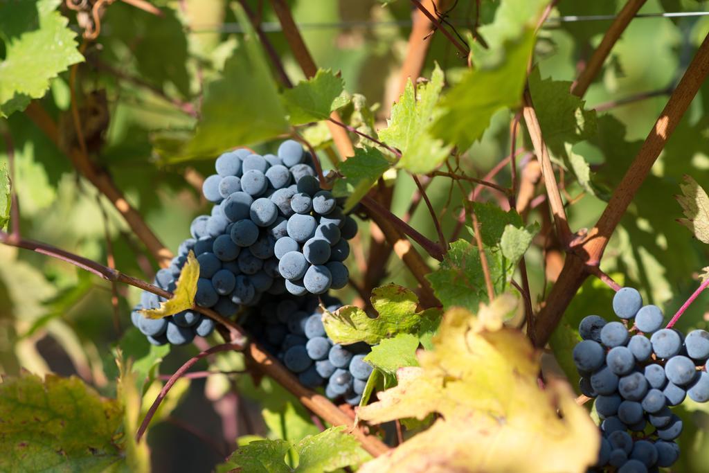 Contucci Residenze D'Epoca Lägenhet Montepulciano Stazione Exteriör bild